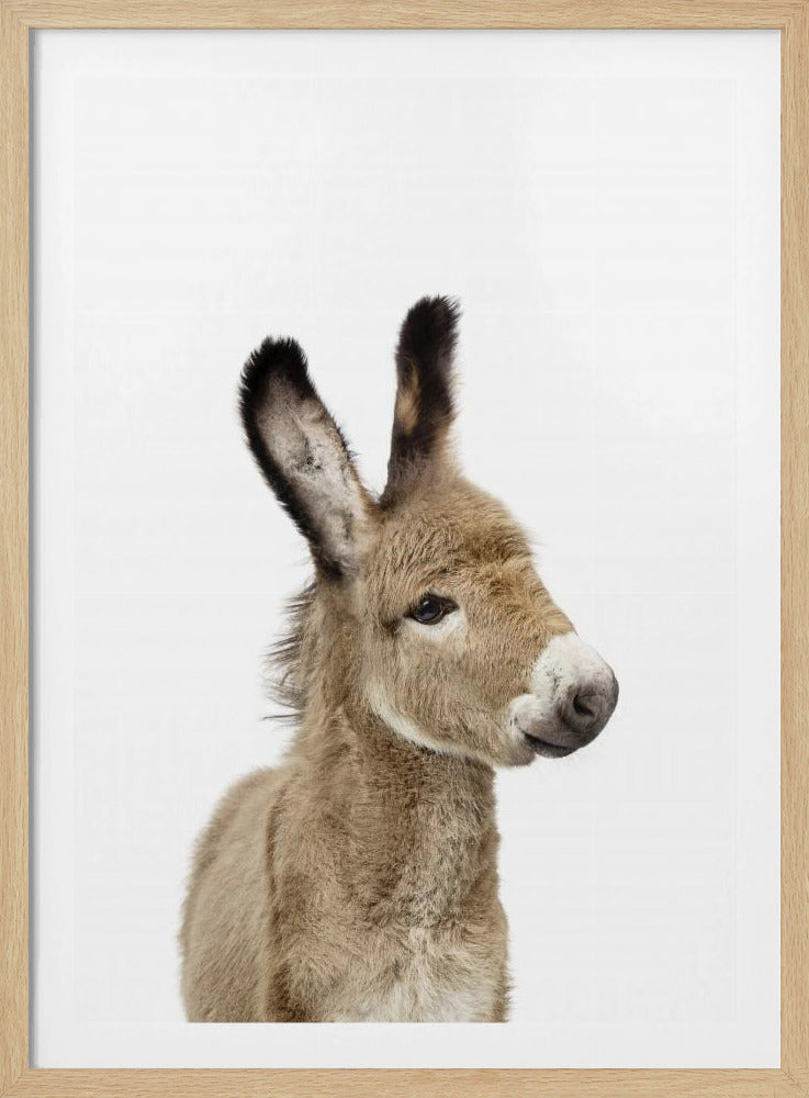 Baby Donkey | Poster