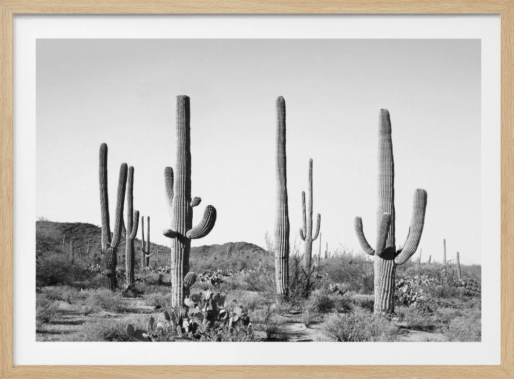 Grey Cactus Land | Poster