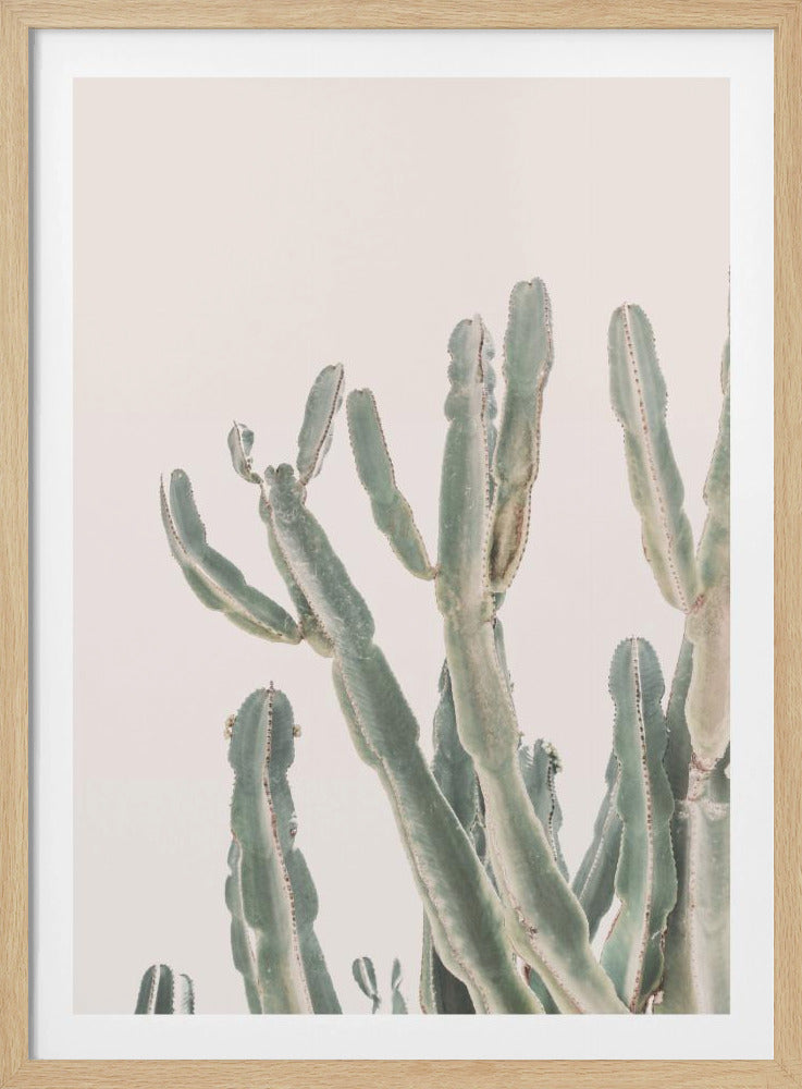 Sunrise Cactus | Poster