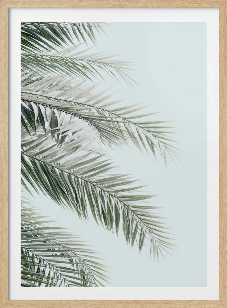 Blue Palms | Poster