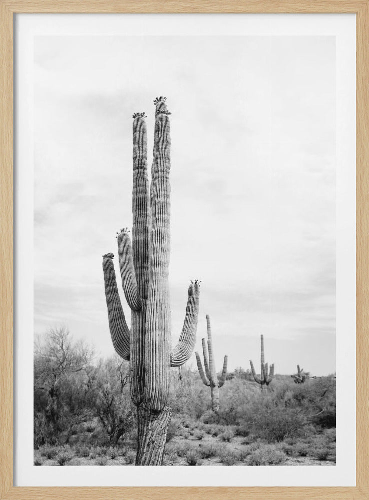 Saguaro B&W | Poster