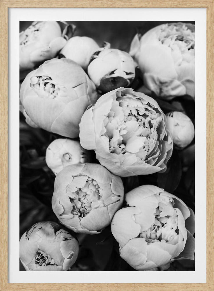 Peonies | Poster