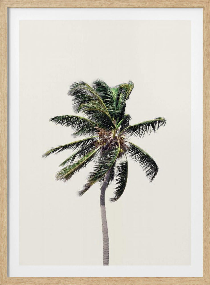 Windy Palm Tree | Poster