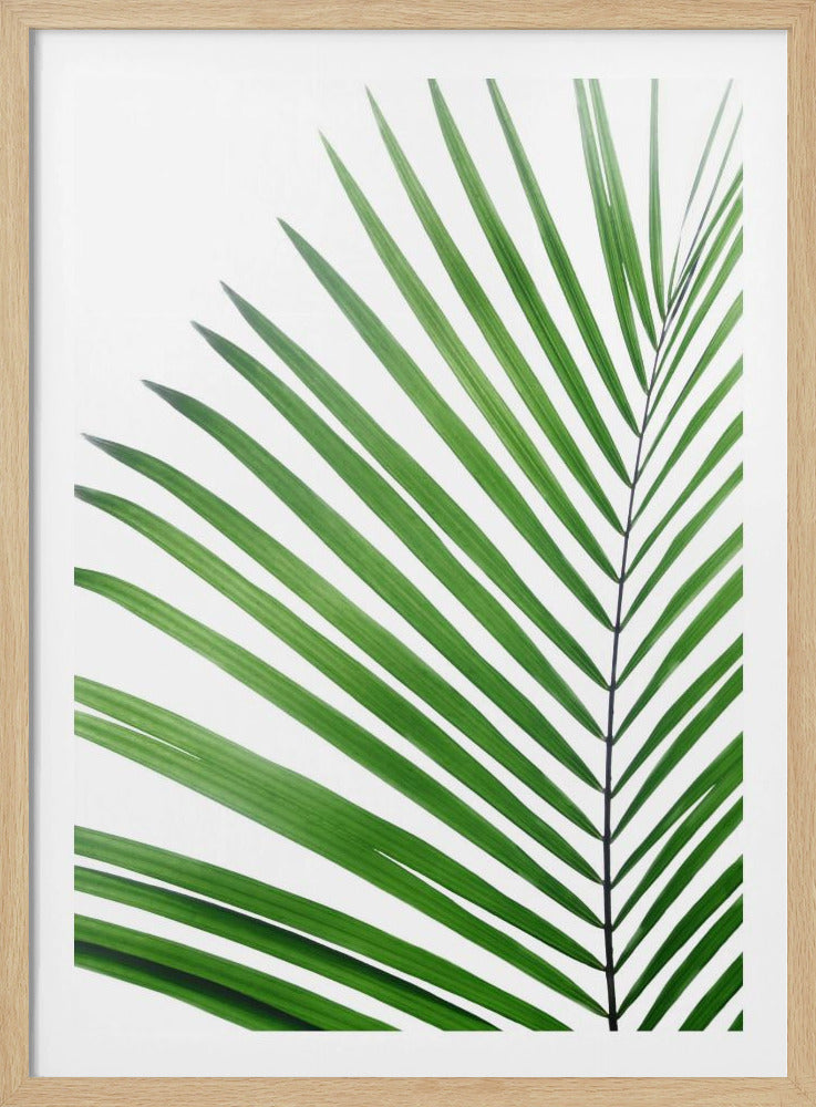 Green Palm Leaf | Poster