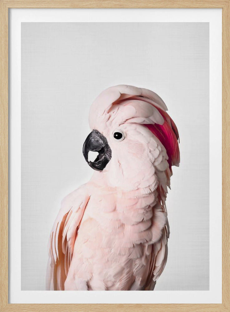Pink Cockatoo | Poster