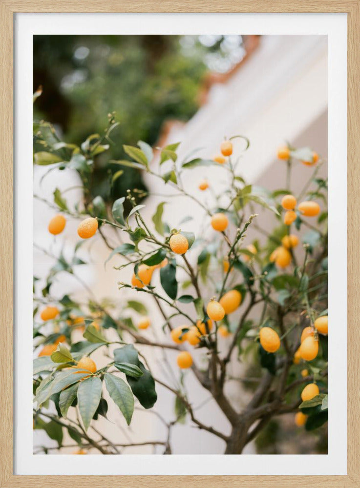 Orange Capri | Poster