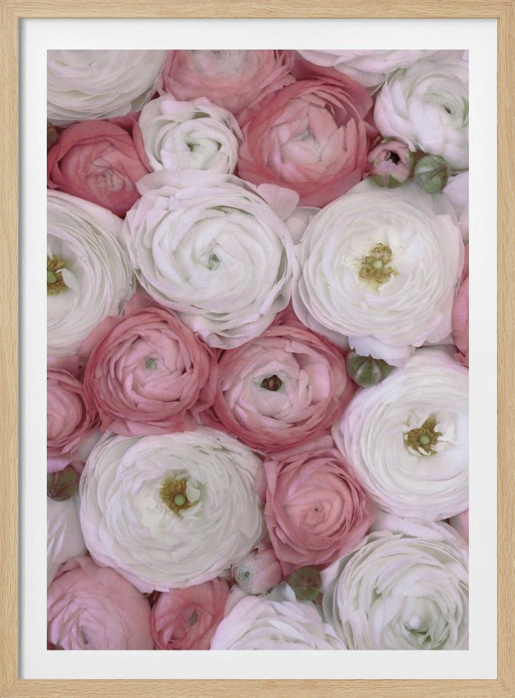 Scattered ranunculus in muted pink II | Poster