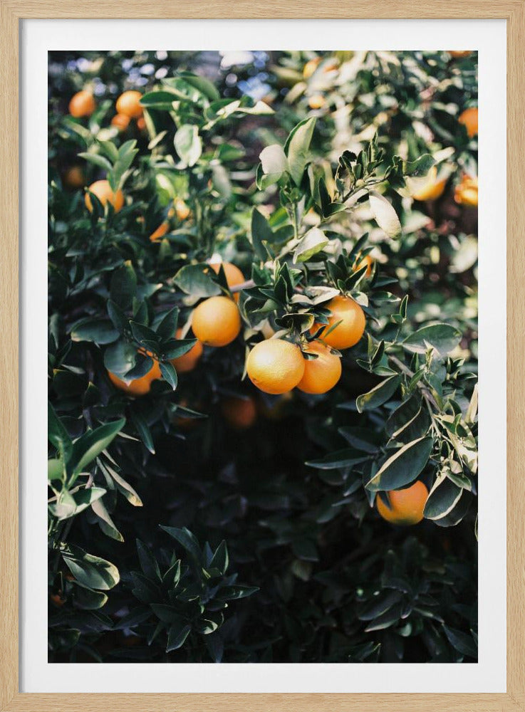 Marrakesh Oranges | Poster
