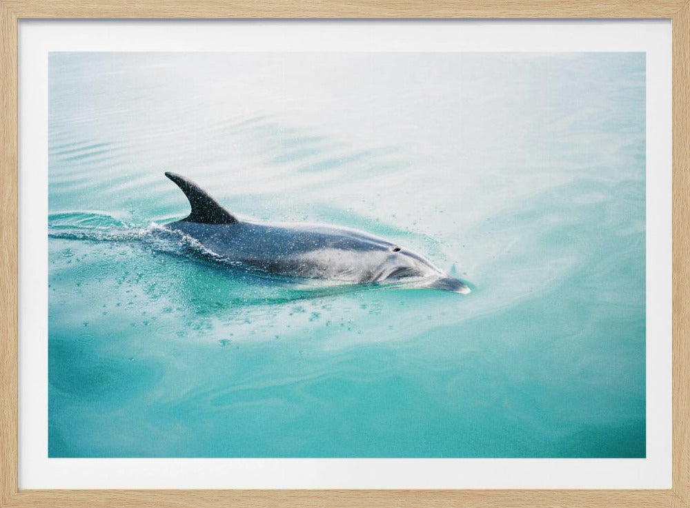 Dolphin N.Z. Northern | Poster
