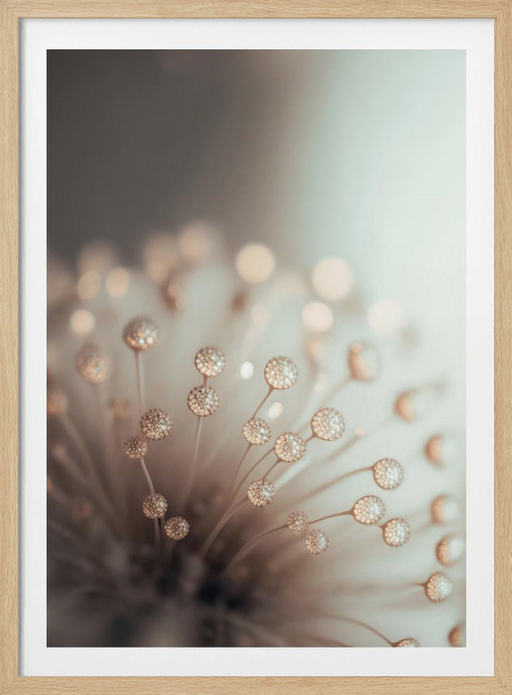 Dreamy Dandelion | Poster
