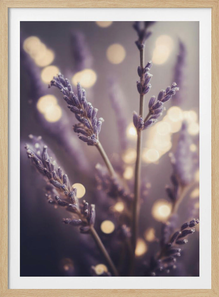 Lavender Dreams | Poster