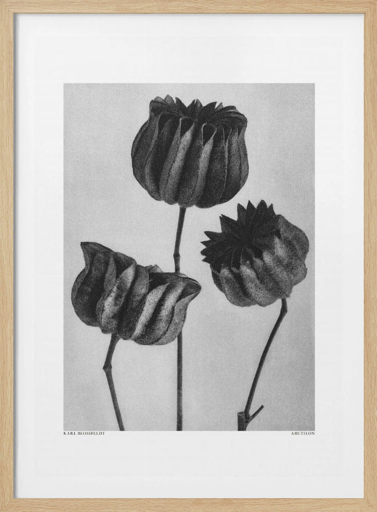 Abutilon (Lime Mallow | Poster