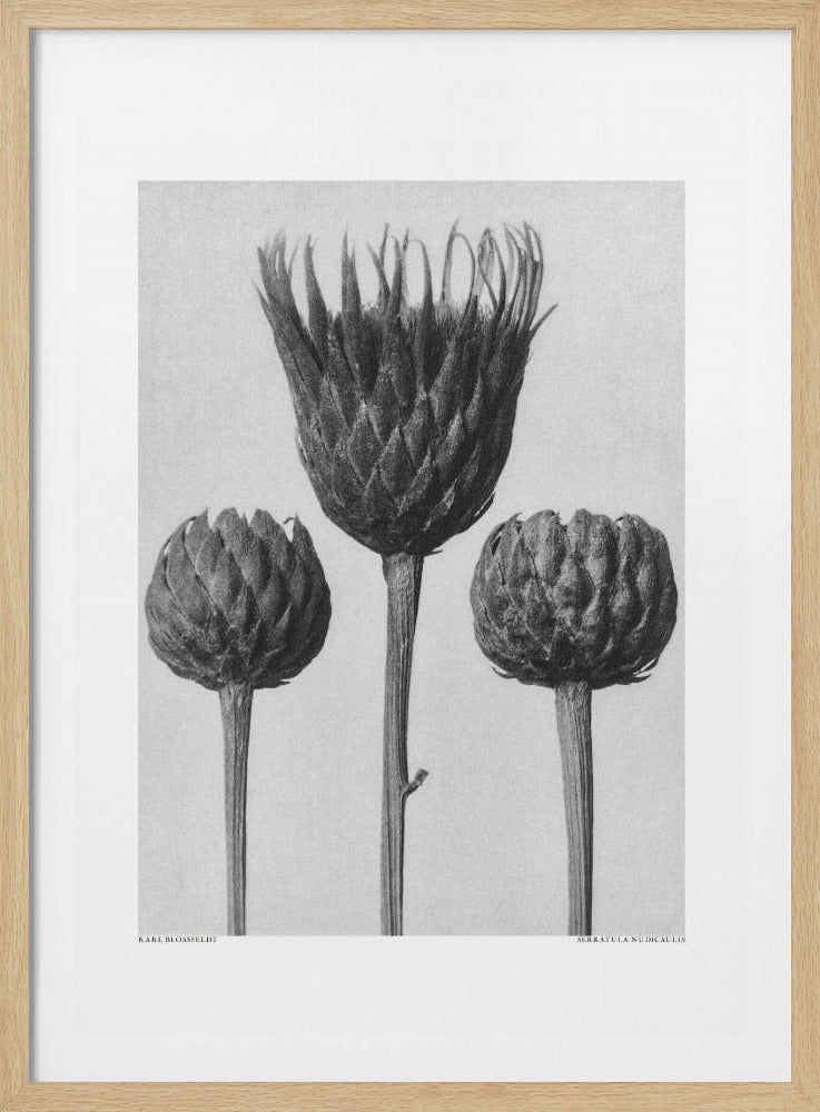 Serratula Nudicaulis | Poster