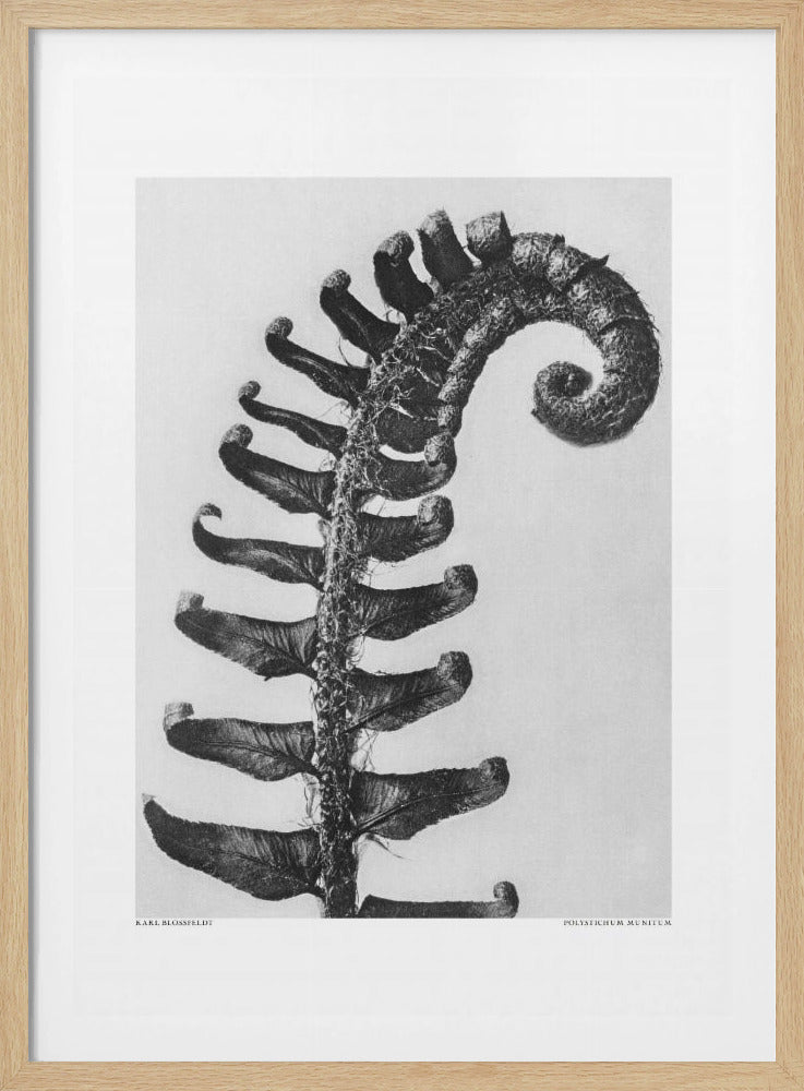 Polystichum Munitum | Poster