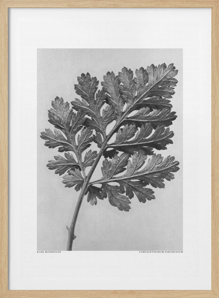 Chrysanthemum parthenium | Poster