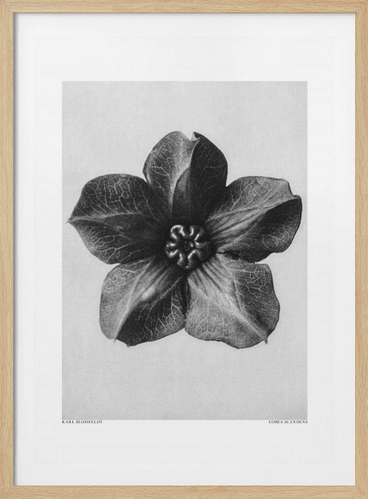 Cobaea Scandens | Poster