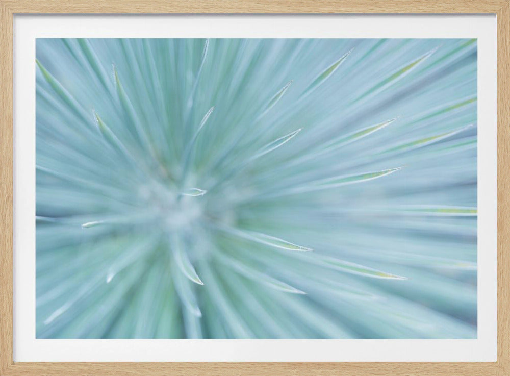 Soft Spikes | Poster