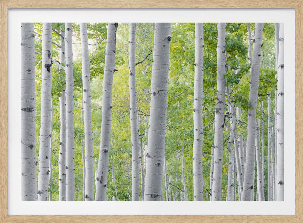 Birch Forest | Poster