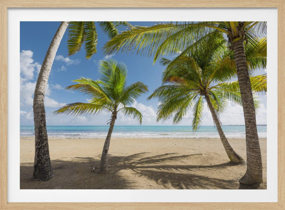 Palmy Beach II | Poster