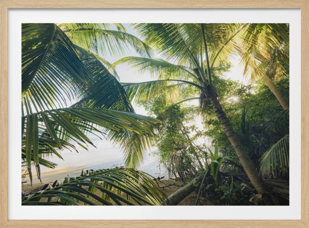 Hide under Palms | Poster