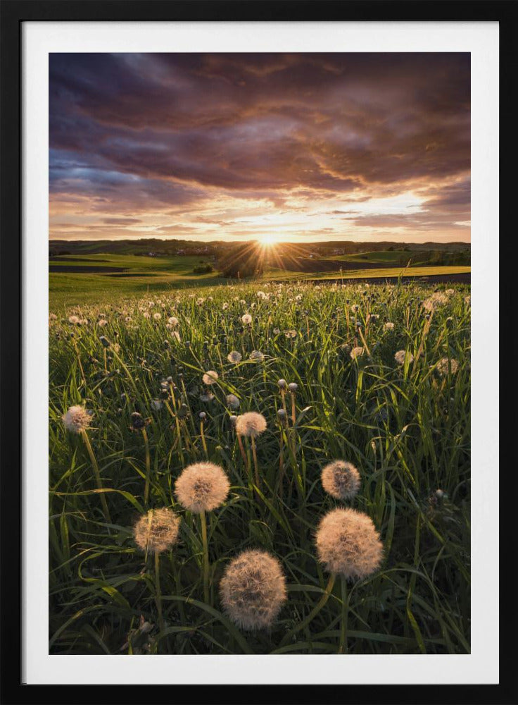 Poppy World | Poster