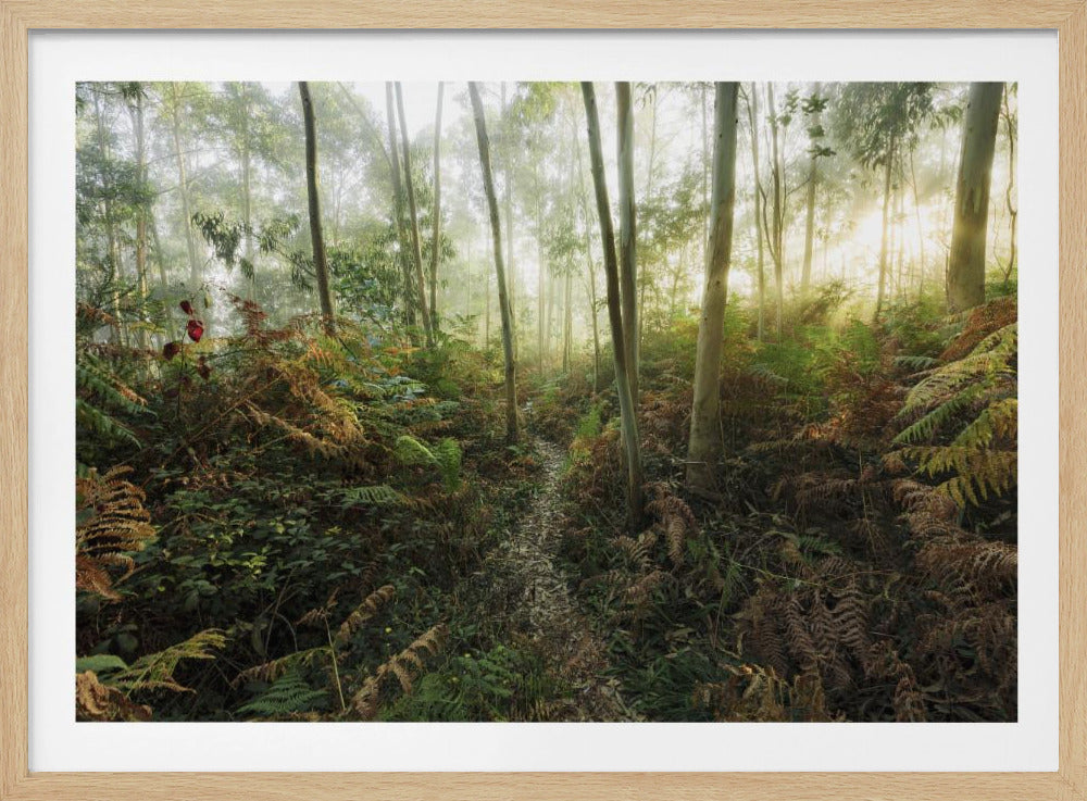 Foggy Woods II | Poster