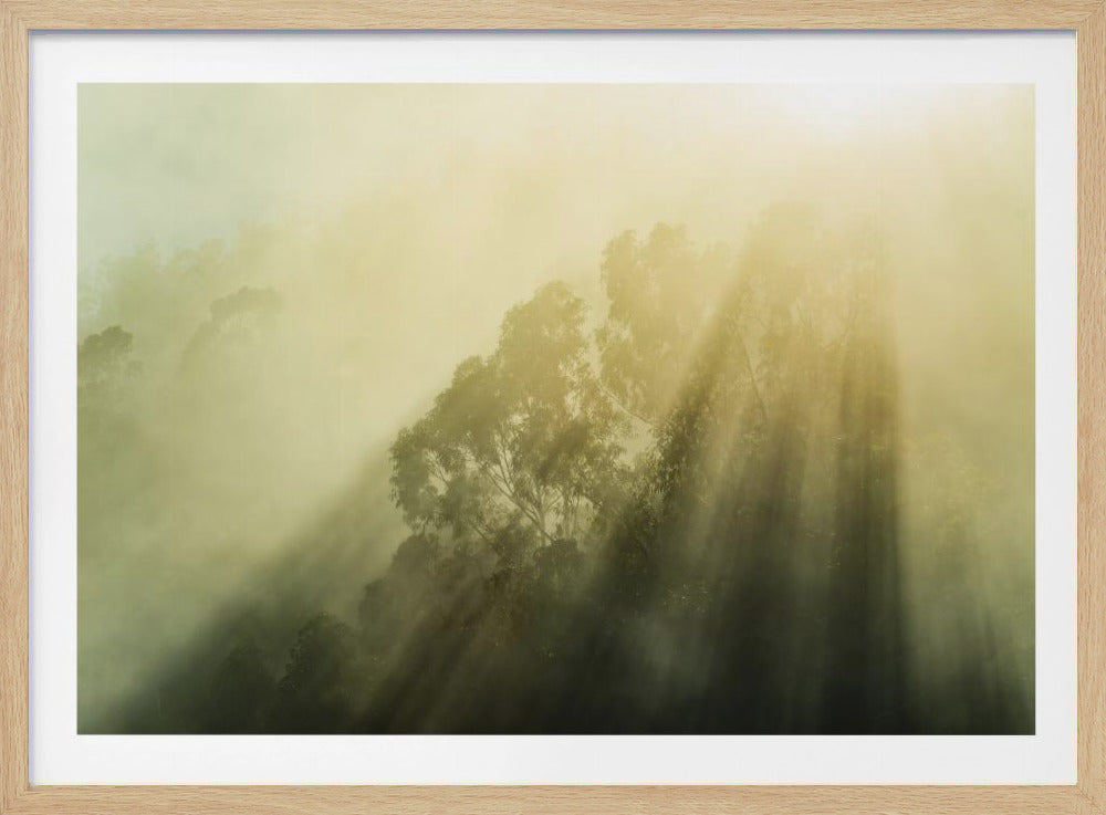 Foggy Woods III | Poster