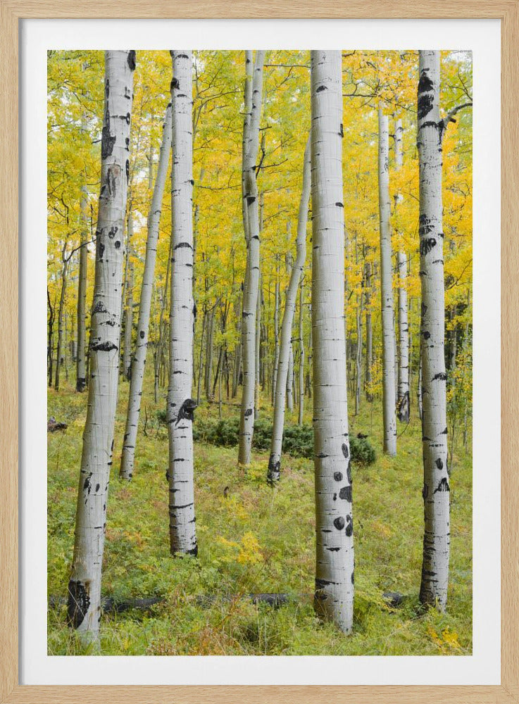 Yellow Birchs vertical | Poster