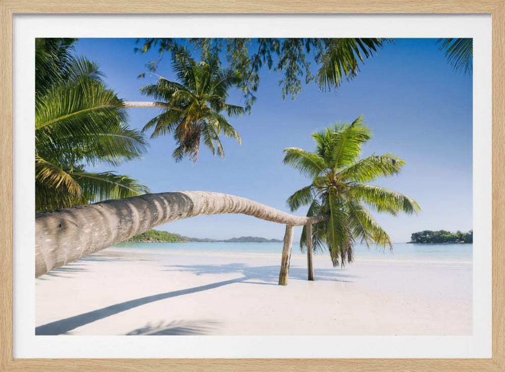 Tropical Palm | Poster