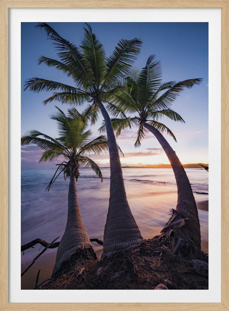 Palmy Twilight | Poster