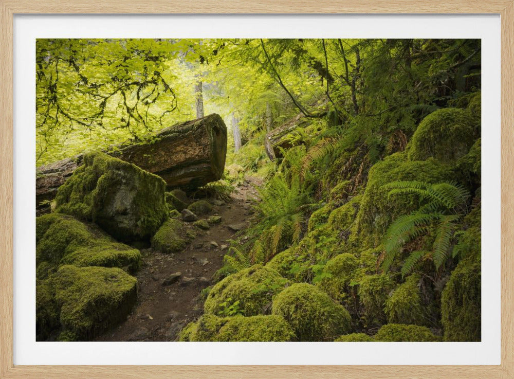 Mossy Path | Poster