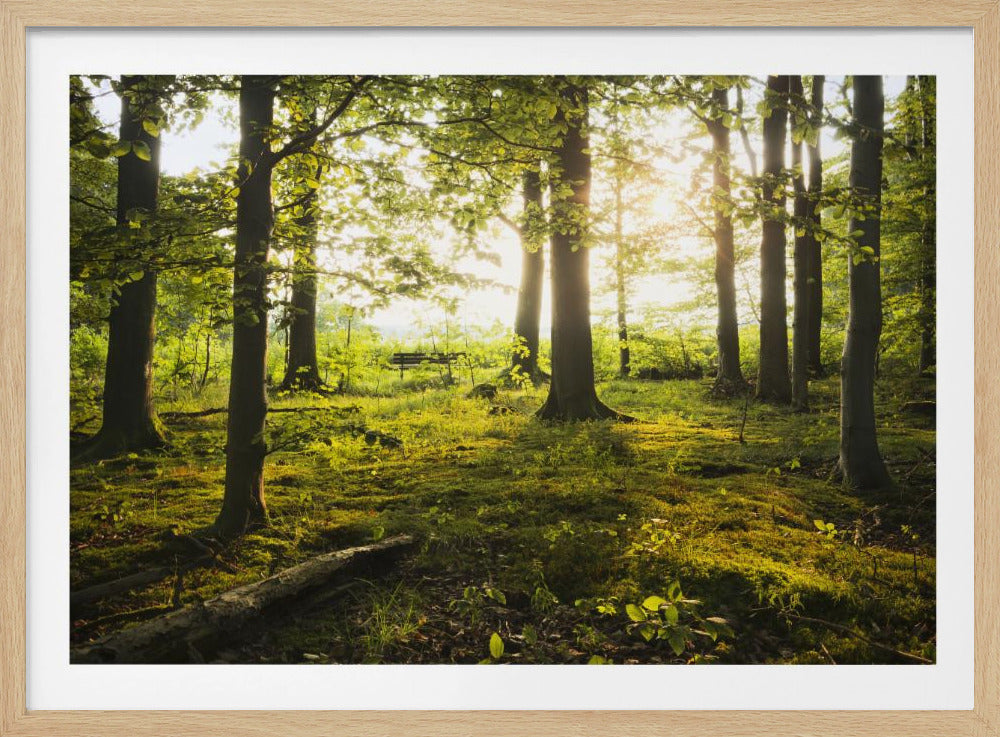 Summer in the Woods | Poster