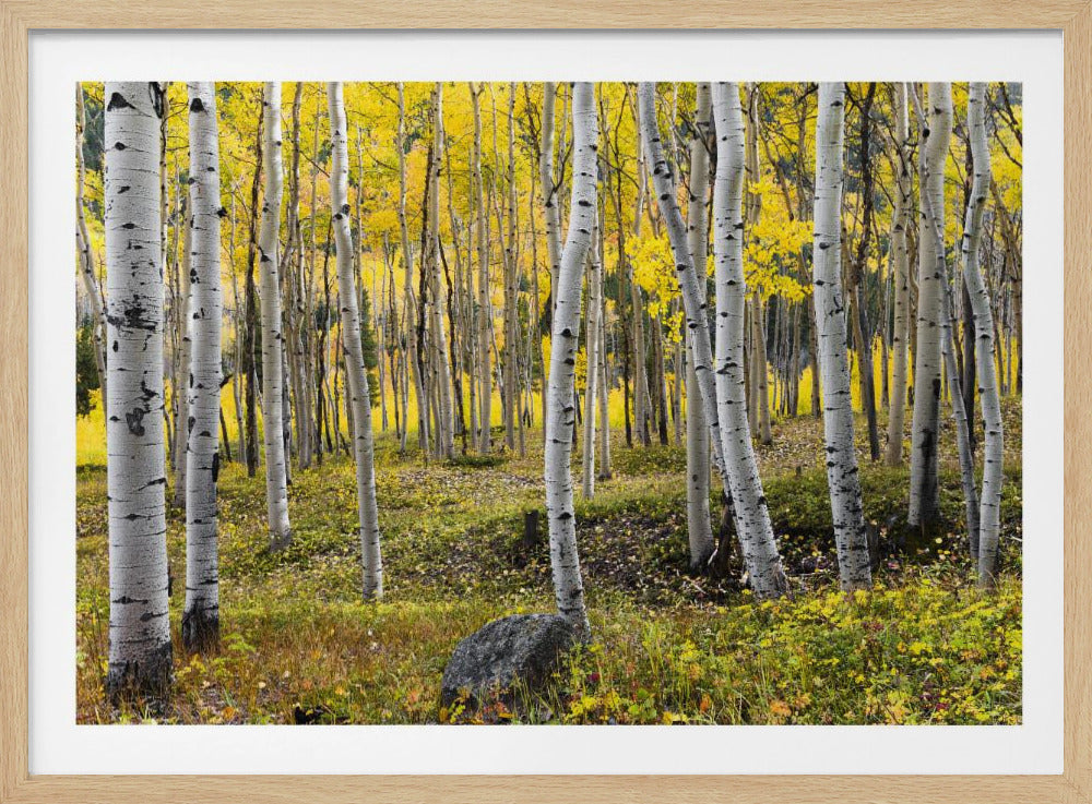 Autumn Birchs | Poster