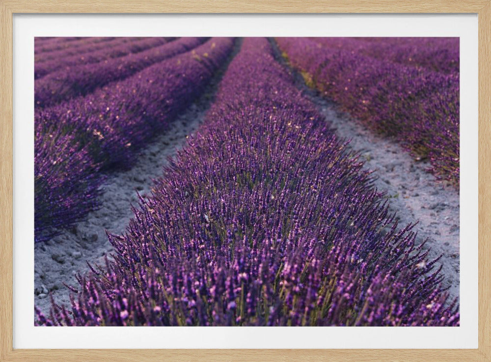 Lavender Detail | Poster