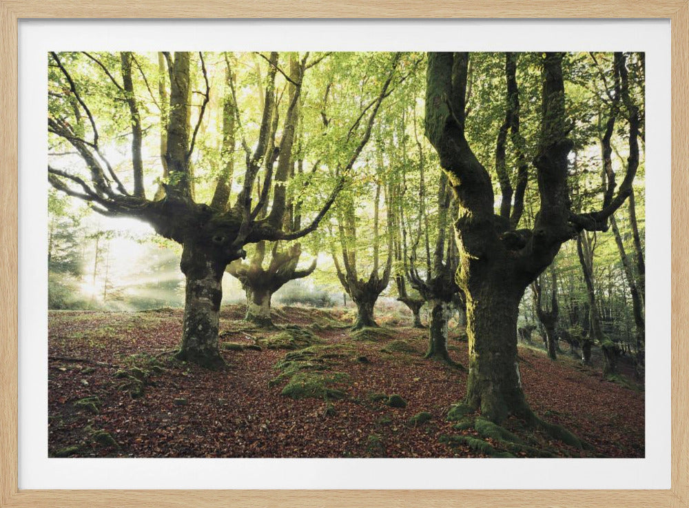 Magic Grove | Poster