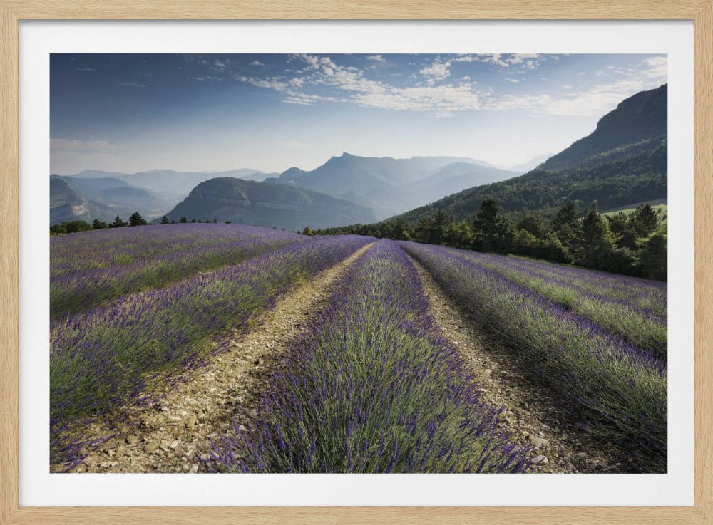 Lavender Hills | Poster