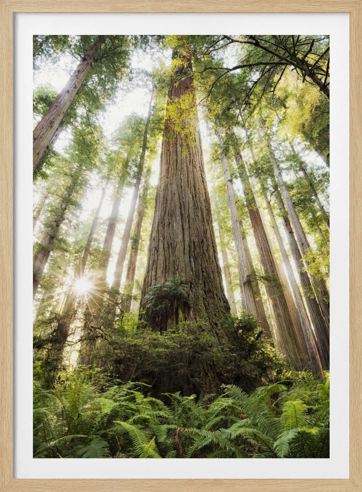 Beautiful Forest | Poster