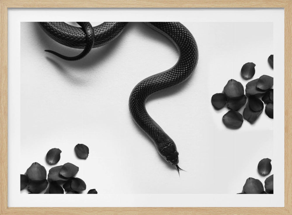 Black Snake Roam | Poster