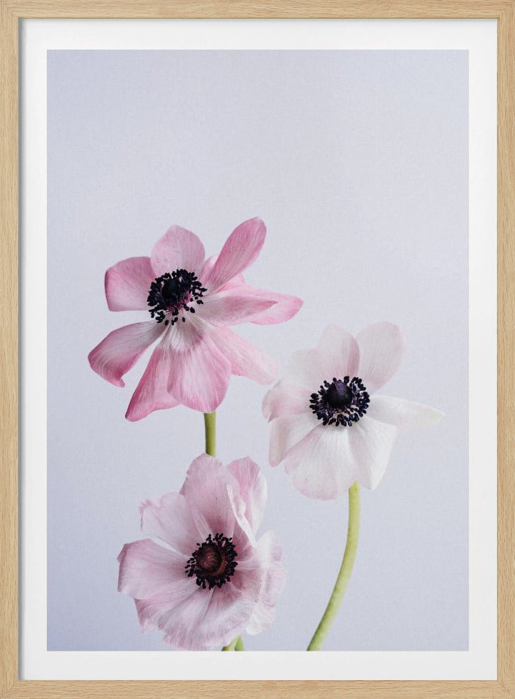 Pale Pink Ranunculus Flowers | Poster