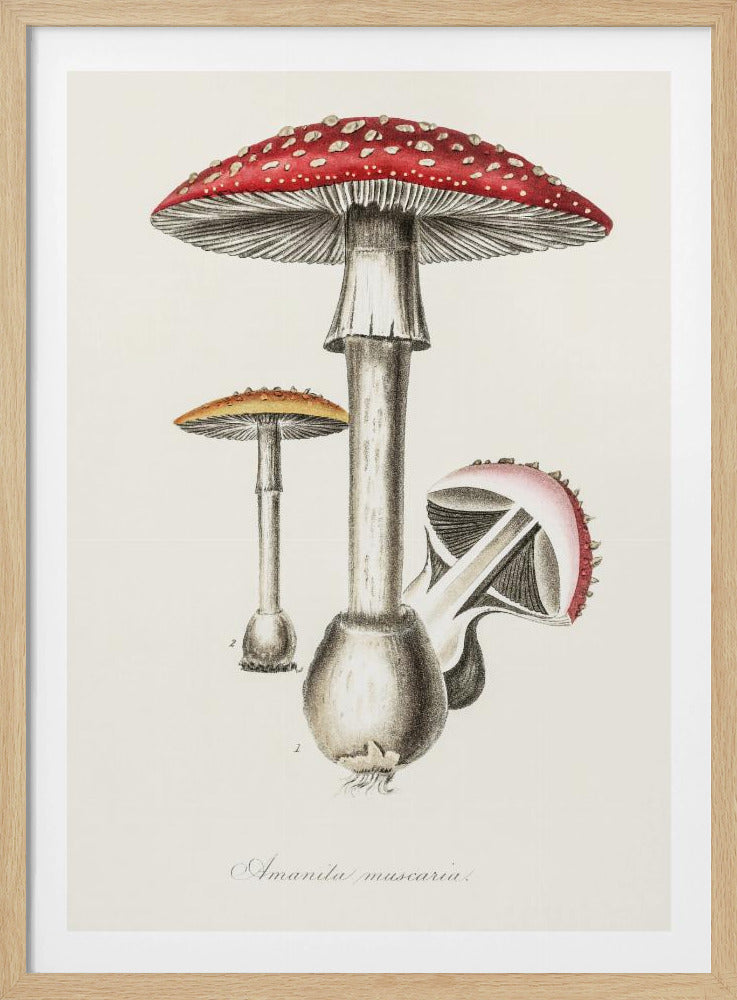 Amanita Muscaria Illustration. Medical Botany 1836 | Poster