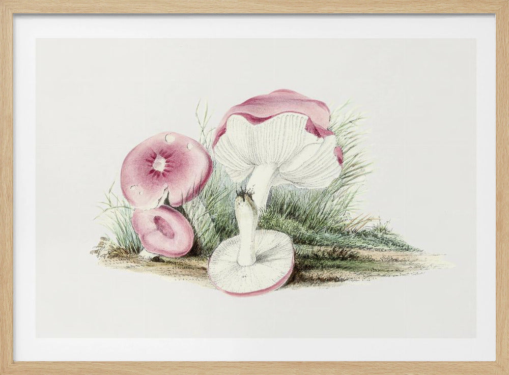Vintage Russula Emetica Mushroom | Poster