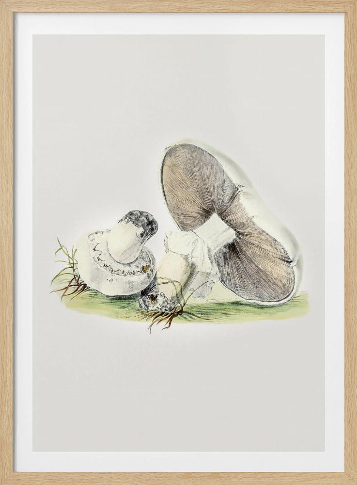 Hand Drawn Horse Mushroom Standing | Poster