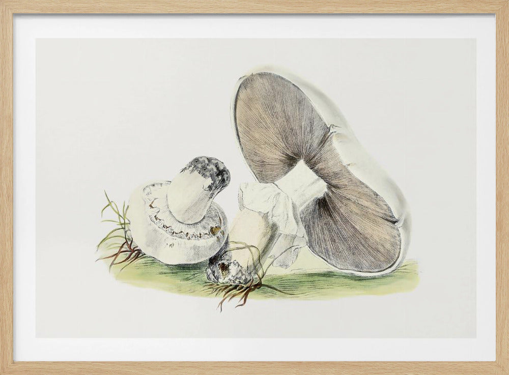 Hand Drawn Horse Mushroom | Poster