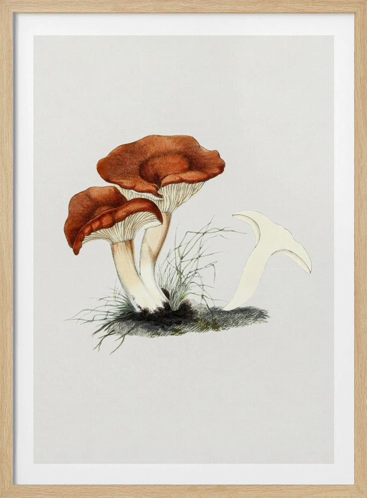 Hand Drawn Rufous Milkcap Mushroom | Poster