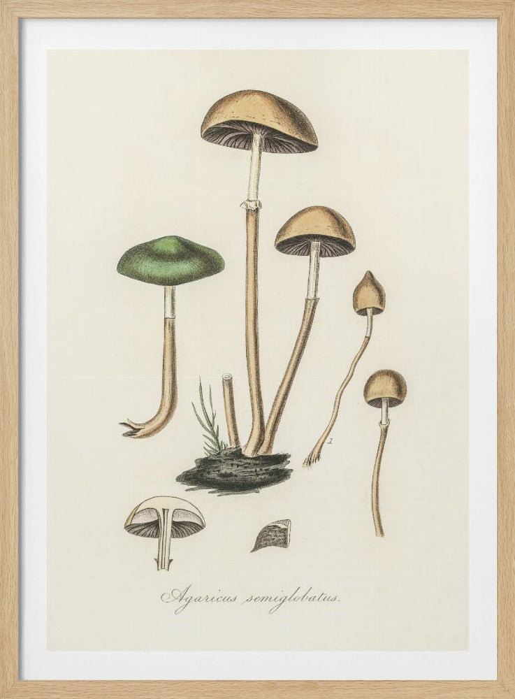 Agaricus Semiglobatus | Poster