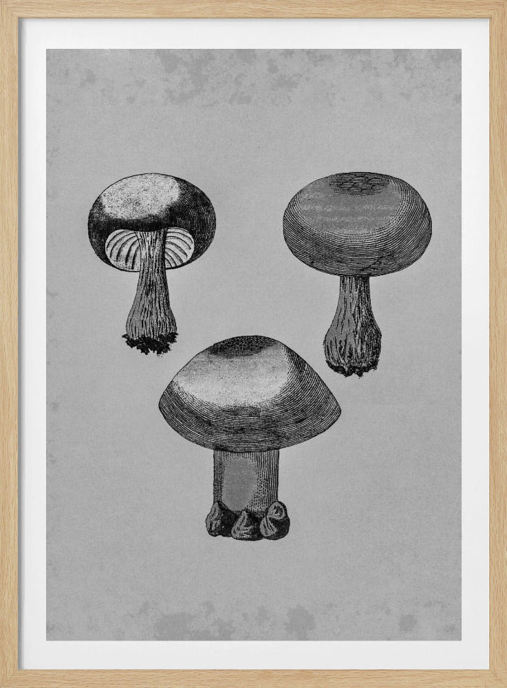 Violet Webcap Mushroom | Poster