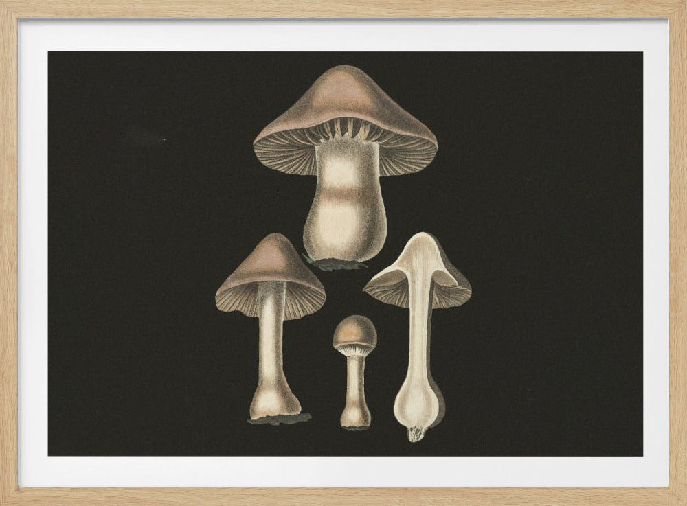 Agaricus Bulbosus Dark Background | Poster