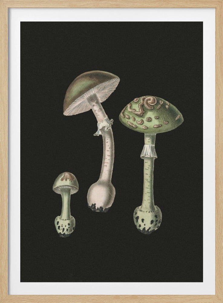 Amanita Muscaria Dark Background | Poster