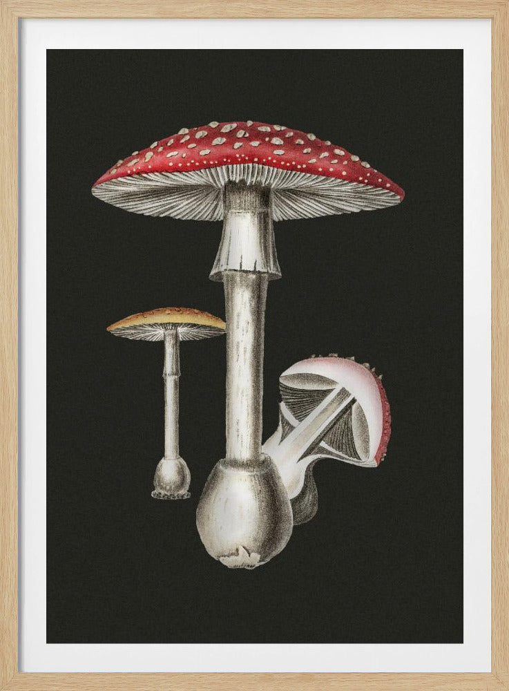 Amanita Muscaria Dark Background | Poster