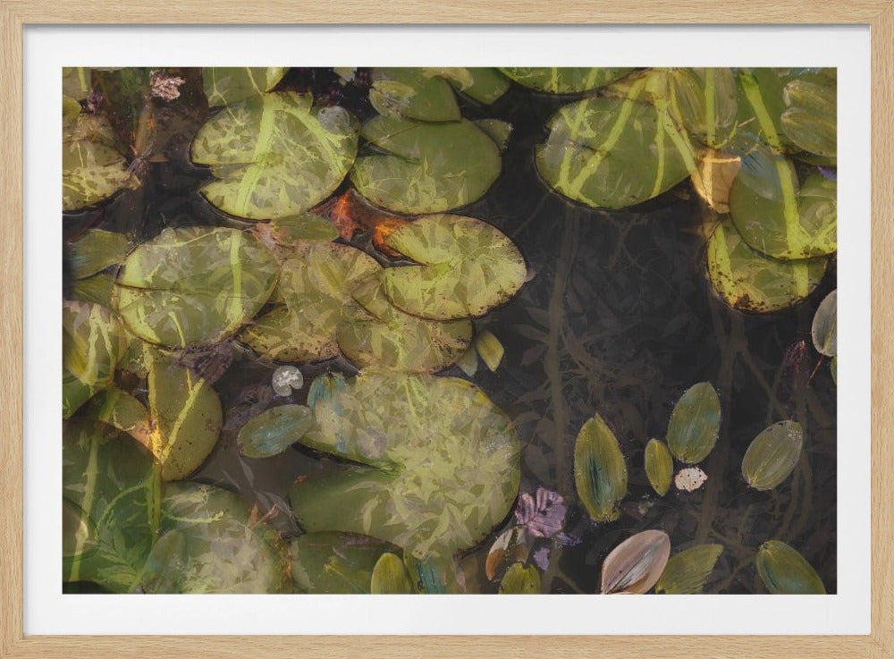 Pond plants | Poster